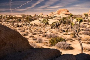 Joshua tree national park