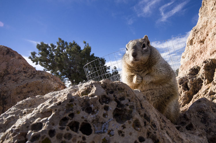 Fat Squirrel at Mather Point