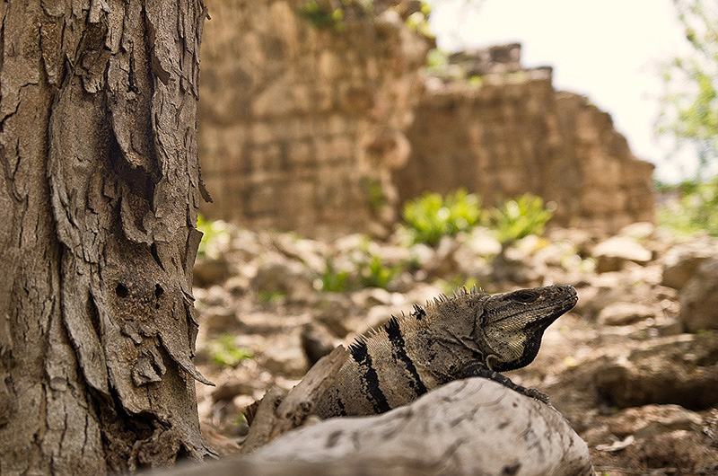 blog_IGP8705-iguana